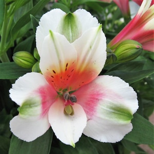 May include: A white and pink flower with green markings. The flower has a red center and is in bloom.
