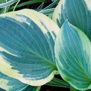 May include: Close-up of hosta leaves with a striking color pattern. The leaves are a vibrant green with a creamy yellow border. The veins are clearly visible, adding texture. Other green and white plants are in the background.
