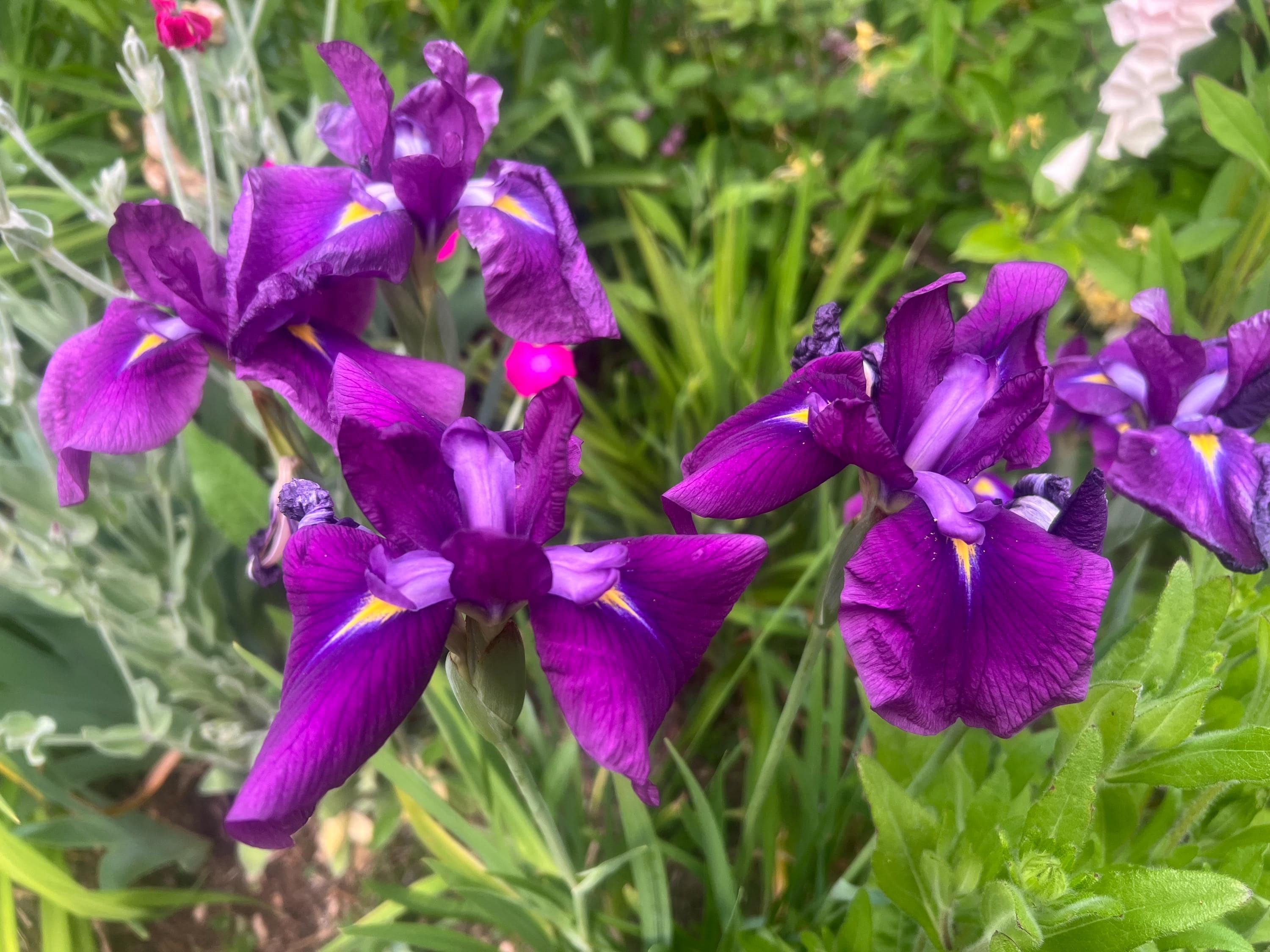 Iris Ensata 'sensation' | Japanese Water Iris - Etsy