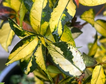 Trachelospermum 'ogon Nishiki' | Gold Brocade Asian Star Jasmine