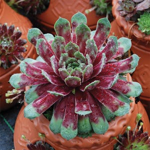 May include: A close-up of a succulent plant with green and red leaves. The plant is in a terracotta pot and has water droplets on the leaves.