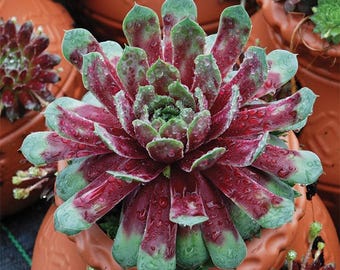 Sempervivum &#39;Ruby Heart&#39; | Blue and Red Hens and Chicks | Evergreen Succulent Groundcover | Drought Tolerant | USDA Zones 4-9