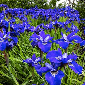 May include: A field of vibrant blue iris flowers in full bloom. The petals have a deep blue hue with white accents, set against a backdrop of lush green grass and foliage. The flowers are in various stages of bloom.