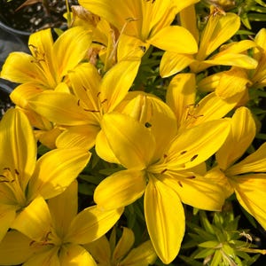 PRE-ORDER Fall Bulbs - Lilium &#39;Tiny Ranger&#39; | Compact Asiatic Lily | Bright Yellow Blooms | USDA Zones 3–9