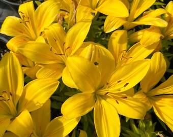 Lilium♡ il_340x270.6981961034_otok.jpg