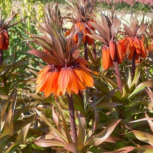 PRE-Order Fall Bulbs - Fritillaria imperialis &#39;Sunset&#39; | Crown Imperial | Unique Perennial Bulb | USDA Zones 5-9
