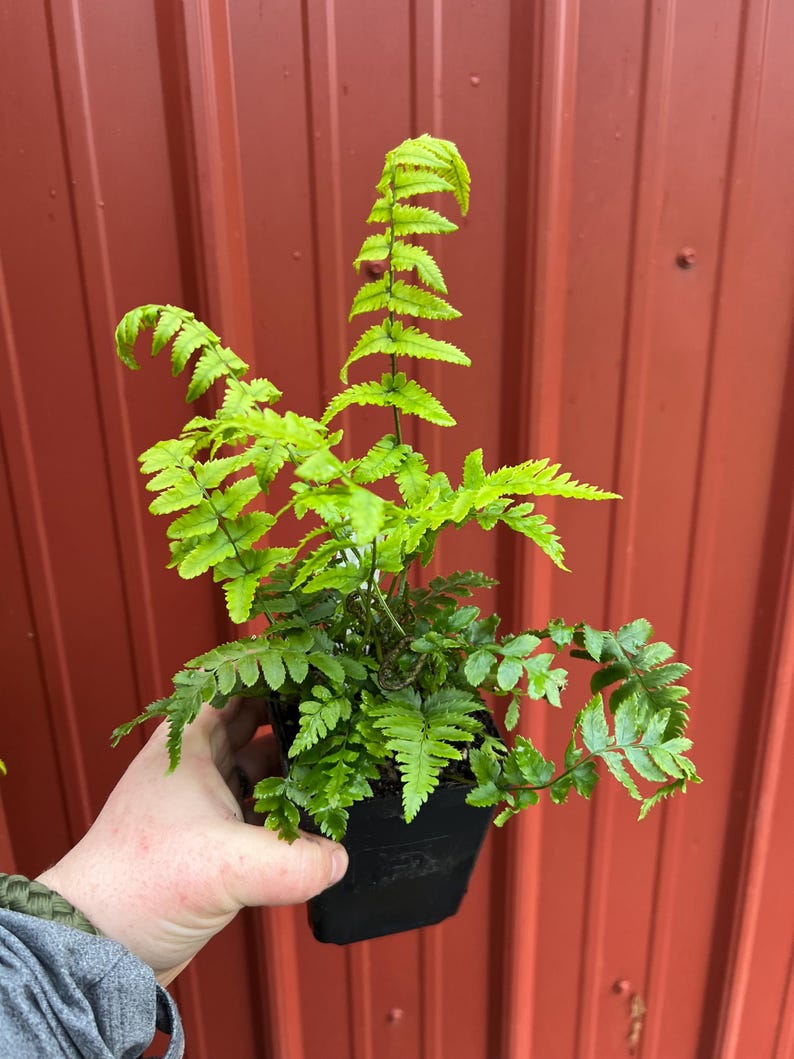 Dryopteris Atrata | Black Stemmed Wood Fern | Hardy Shade-loving Fern ...
