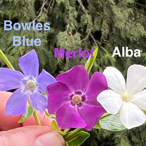 May include: Close-up of three periwinkle flowers in shades of blue, purple, and white, labeled "Bowles Blue", "Merlot", and "Alba". The flowers are held in a hand, with a green leafy background.