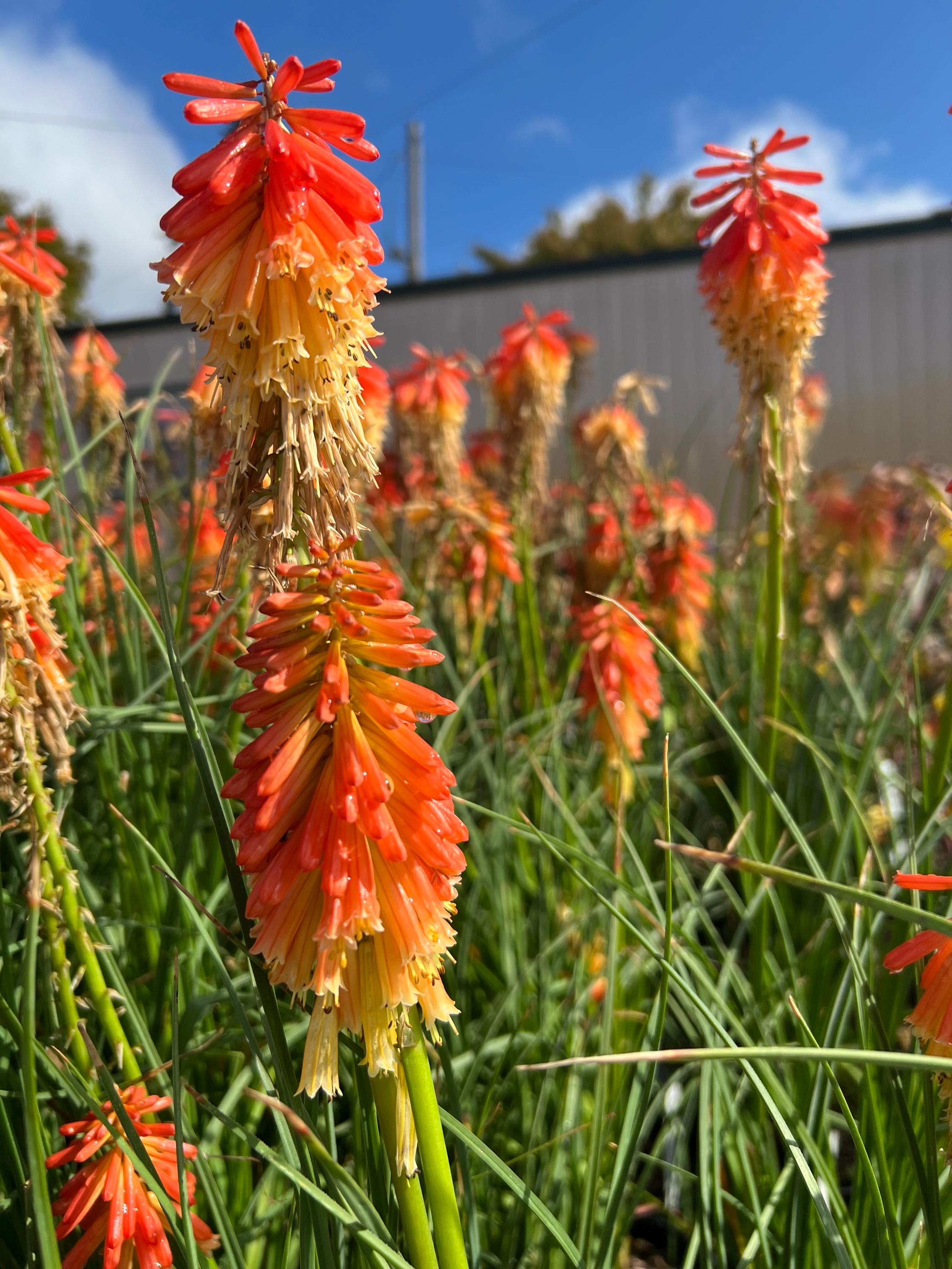 Kniphofia Uvaria 'papaya Popsicle' | Red Hot Poker, Torch Lily - Etsy