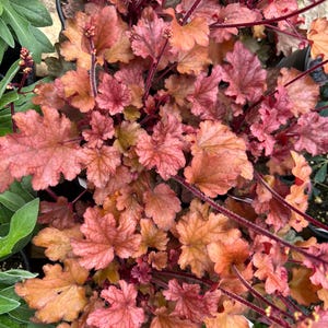 Heuchera &#39;Peach Flambe&#39; | Peach Coral Bells | Evergreen Perennial | Sun or Shade Plant | USDA Zones 4–9