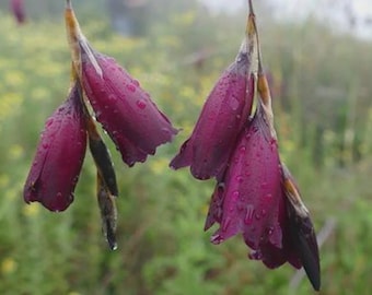 dierama-igneum-angel-s-fishing-rod-graceful-perennial-usda-zones