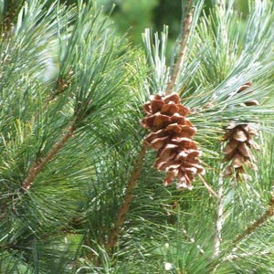 May include: Close-up of a pine tree branch with green needles and several brown pine cones. The cones are various sizes and shapes, with a textured, scaly appearance. The background is blurred green.