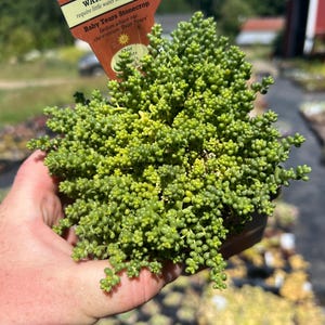 Sedum Baby Tears, Dwarf Mini Stonecrop Succulent, Cold Hardy Evergreen Carpet Sedum Groundcover, Sedum album chloroticum, live plant