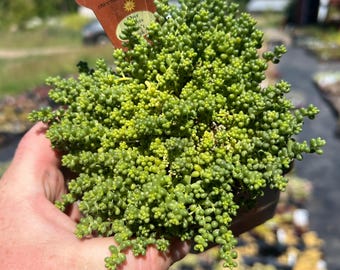 Sedum album 'Baby Tears' | Dwarf Carpet Stonecrop Succulent, Evergreen