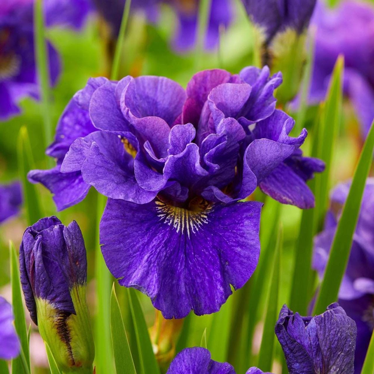 ムラサキスカシジャノメ ♂♀標本★ブラジル産★ 46/48mm美麗稀種青紫綺麗 Iris Sibirica 'concord Crush' | Siberian Iris - Etsy