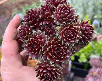Sempervivum &#39;Jeanne d&#39;Arc&#39; | Copper and Green Hens and Chicks | Evergreen Succulent Groundcover | Drought Tolerant | USDA Zones 4-9