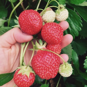 May include: Close-up of ripe red strawberries, some still attached to green stems, held in a hand. The strawberries have a textured surface and are surrounded by green leaves and unripe, white strawberries.