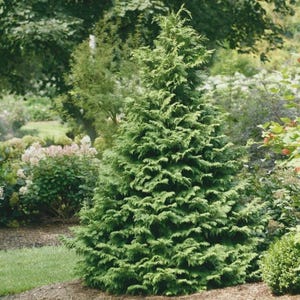 May include: A lush, green evergreen tree with a conical shape, surrounded by other greenery and shrubs. The tree's dense foliage is a vibrant green, creating a natural, outdoor scene. The tree is planted in a garden bed with mulch.