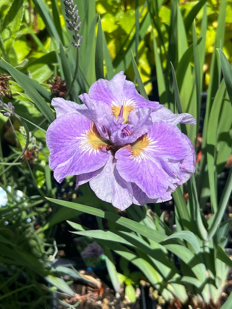 Plantingpartners Iris sibirica - Thumbnail 4