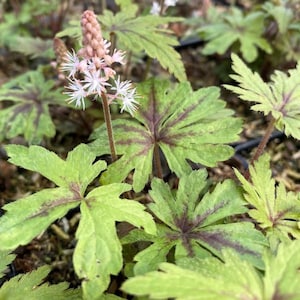 May include: Image of a plant with green leaves and a central flower stalk. The leaves are green with dark purple veining. The flower stalk has small, light pink flowers with white, star-shaped petals.