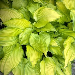 PRE-ORDER Fall Bareroot - Hosta &#39;Dancing Darling&#39; | Medium-sized Golden Hosta | Flowering Shade Perennial | USDA Zones 3–9