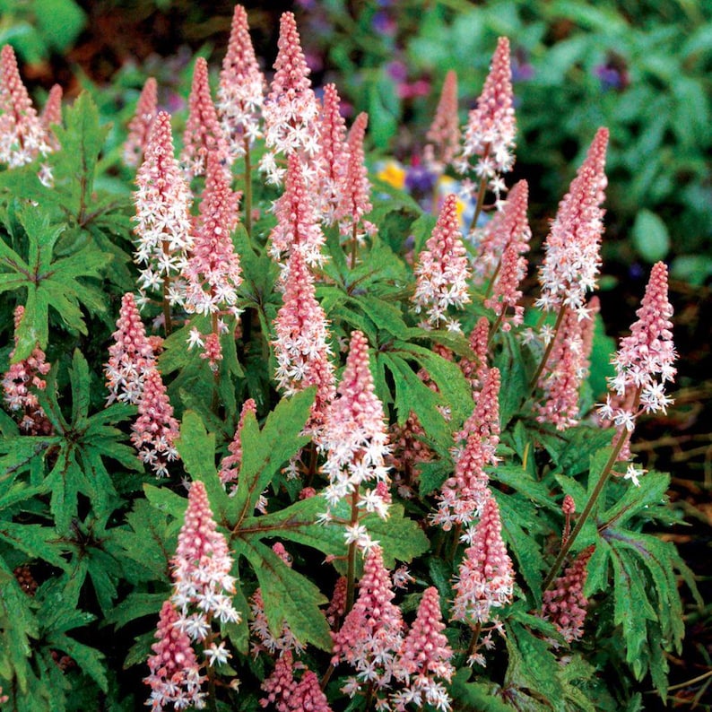 May include: A close-up of a flowering plant with pink and white blooms. The flowers are arranged in tall, cone-shaped clusters, with small, star-like flowers. The leaves are a deep green, providing a striking contrast to the pink flowers.