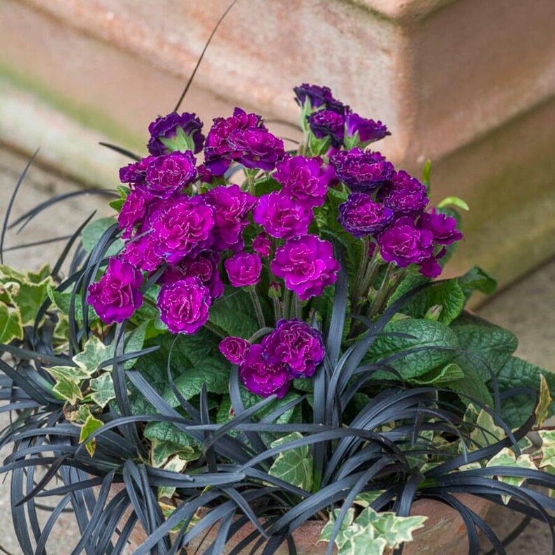 Primula BELLARINA Series | Double Flowering Primrose, Winter Blooming ...