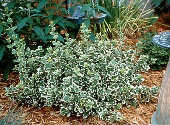 Euonymus Fortunei 'emerald Gaiety' | Wintercreeper | Evergreen