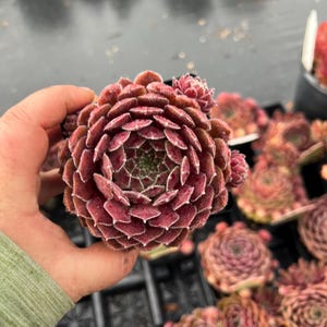 Sempervivum &#39;Pacific Spring Frost&#39; | Pink and Green Hens and Chicks | Evergreen Succulent Groundcover | Drought Tolerant | USDA Zones 4-9