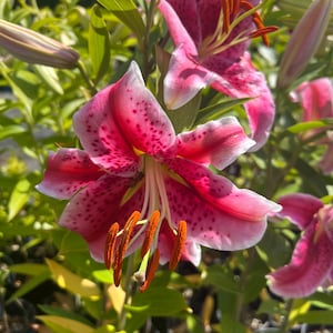 PRE-Order Fall Bulbs - Lilium &#39;Stargazer&#39; | Oriental Lily | Fragrant Perennial Bulb | Classic Cut Flower | USDA Zones 3–9