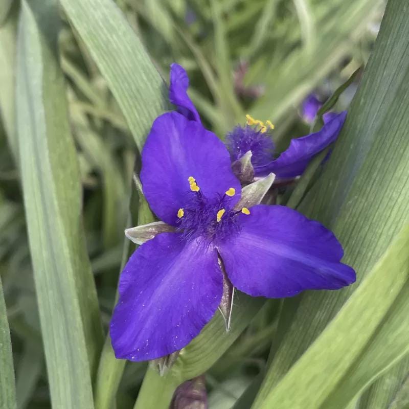 Tradescantia 'leonora' | Spiderwort, Unique Flowering Perennial - Etsy