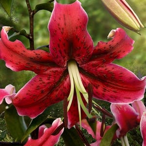 PRE-Order Fall Bulbs - Lilium martagon ‘Miss Feya’ | Tall, Fragrant Turk’s Cap Lily | Perennial Bulb | Bold Cut Flower | USDA Zones 3–8