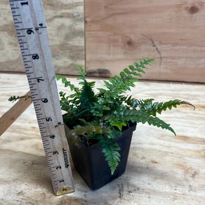 K&ouml;nnte beinhalten: Eine kleine gr&uuml;ne Farnpflanze in einem schwarzen Plastiktopf, neben einem Holzlineal.