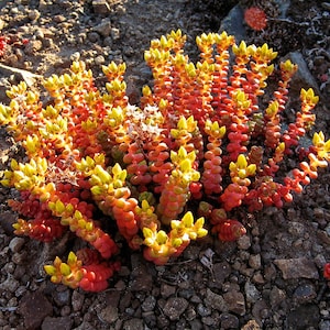 Sedum divergens, Native Cascade Spreading Stonecrop, Old Man&#39;s Bones, Cold Hardy Evergreen Carpet Sedum Groundcover, live plant