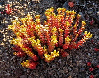 Sedum divergens, Native Cascade Spreading Stonecrop, Old Man&#39;s Bones, Cold Hardy Evergreen Carpet Sedum Groundcover, live plant