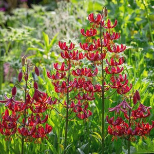 PRE-Order Fall Bulbs - Lilium martagon &#39;Claude Shride&#39; | Fragrant Turk’s Cap Lily | Perennial Bulb | Bold Cut Flower | USDA Zones 3–8