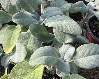 Op de afbeelding: Close-up van een potplant met grote, fluweelzachte, lichtgroene bladeren. De bladeren hebben een zacht, getextureerd uiterlijk. De plant staat in een zwarte plastic pot en andere planten zijn zichtbaar op de achtergrond.