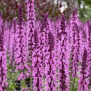 Salvia nemorosa ‘Sixteen Candles’ | Perennial Sage | Pollinator-Friendly | Long-Blooming Pink Salvia | USDA Zones 4–9