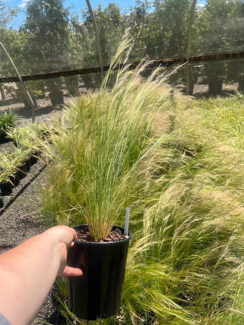 Plantingpartners Stipa tenuissima Mexican Feather Grass - Thumbnail 2