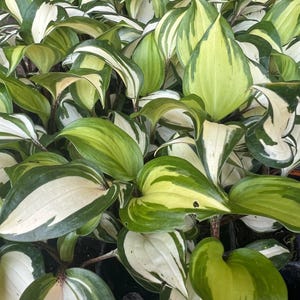 May include: Close-up of a collection of Hosta plants. The leaves are a vibrant green with creamy white variegation. The leaves are large, ovate, and have prominent veins. The plants are densely packed together, creating a lush, textured appearance.