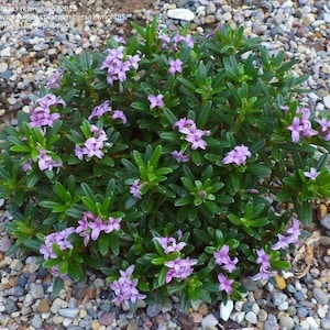 May include: A close-up of a cluster of small, pink flowers with green leaves growing in a bed of small, gray rocks.