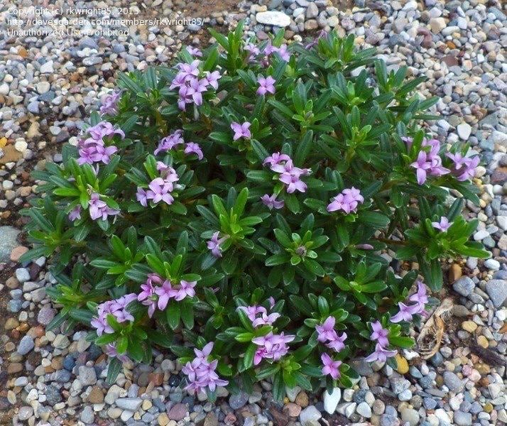 Daphne X Susannae 'lawrence Crocker' | Dwarf Daphne, Fragrant