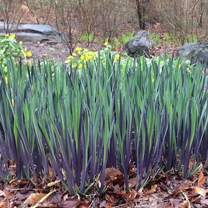May include: A close-up shot of a cluster of tall, slender plants with vibrant green and deep purple leaves. The plants are densely packed, creating a textured appearance. The background features a natural setting with rocks and yellow flowers.