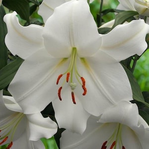 PRE-ORDER Fall Bulbs - Lilium ‘Casa Blanca’ | Fragrant Pure White Oriental Lily | Perennial | Perfect Wedding Cut Flower | USDA Zones 4–9