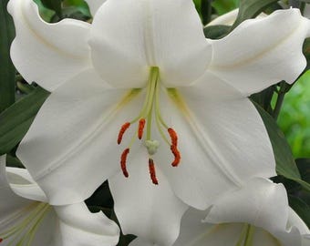 Lilium♡ Lily_Lilium_November_Rain_002_