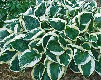 May include: A lush, close-up view of a hosta plant with large, heart-shaped leaves. The leaves are a vibrant green with creamy white edges, creating a striking contrast. The plant is densely packed, showcasing its full, healthy growth.