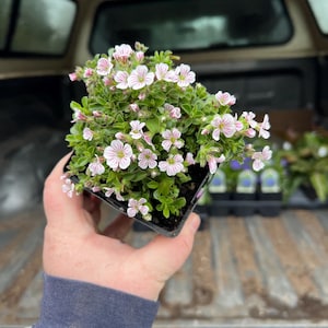 Gypsophila c. | Clumping Baby's Breath | Sun Loving Flowering Groundcover | USDA Zones 4-8
