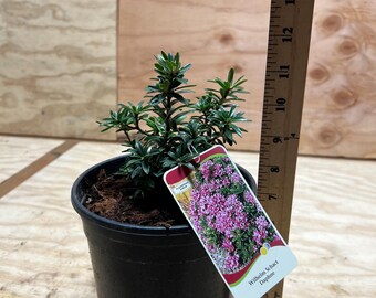 Daphne X Rollsdorfii 'wilhelm Schacht' | Dwarf Daphne, Fragrant