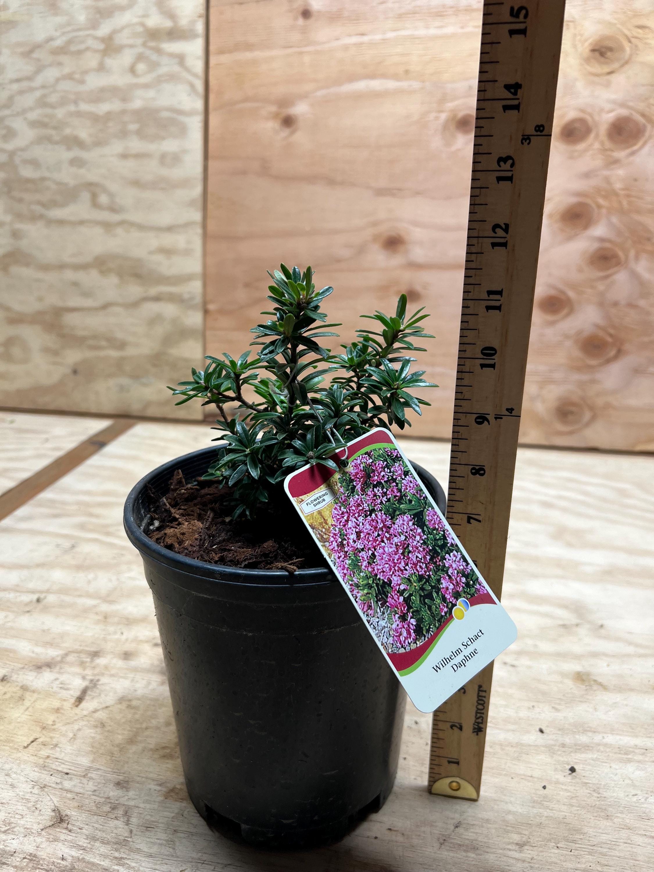 Daphne X Rollsdorfii 'wilhelm Schacht' | Dwarf Daphne, Fragrant