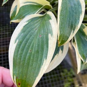 Hosta &#39;Queen Josephine&#39; | Shiny Variegated Hosta | Flowering Shade Perennial | USDA Zones 3–9